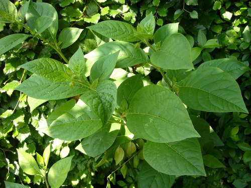 Close-up of vibrant green leaves against a lush, leafy background.