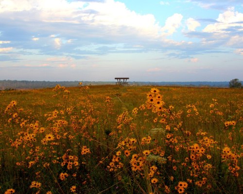 A vibrant field of yellow flowers under a blue sky, with a wooden structure in the distance.