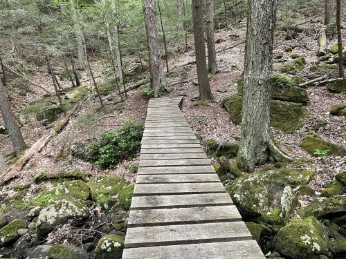 A wooden boardwalk winding through a lush forest with trees and moss-covered rocks.