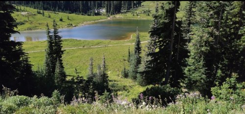 A serene landscape featuring a calm lake surrounded by lush green meadows and tall evergreen trees.