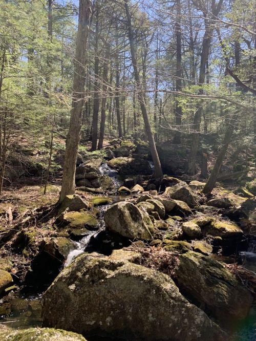 A serene forest scene with a small stream flowing over moss-covered rocks, surrounded by tall trees and sunlight.