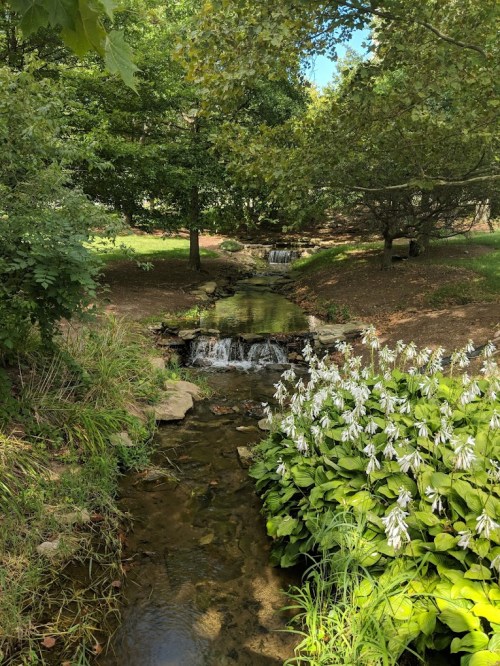 A serene landscape featuring a small stream with waterfalls, surrounded by lush greenery and blooming white flowers.