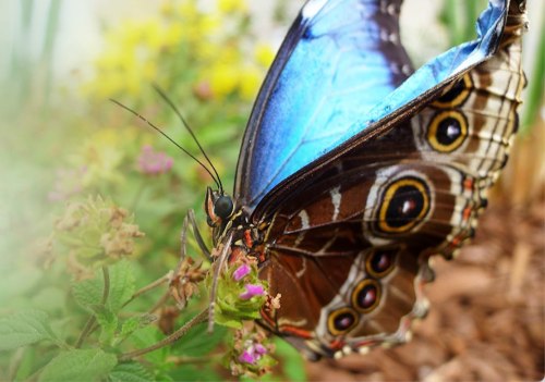 A close-up of a vibrant blue butterfly perched on small purple flowers in a garden.