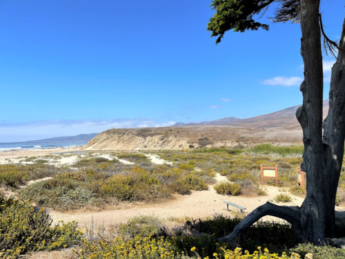 A scenic beach view with sandy dunes, green vegetation, and a clear blue sky, framed by a tree on the right.