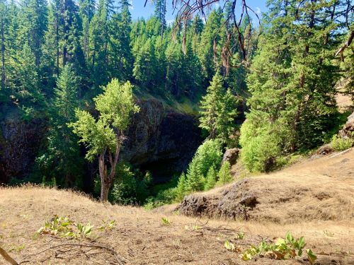 A lush green forest with tall trees surrounding a rocky canyon, under a clear blue sky. Dry grass in the foreground.