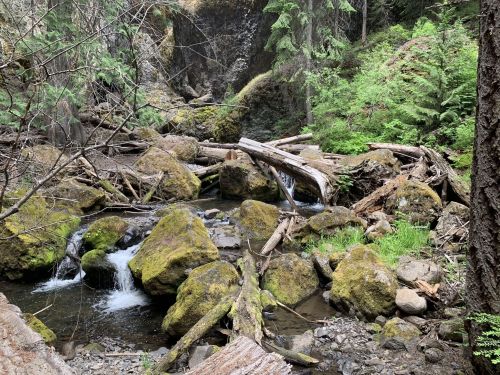 A serene forest scene featuring a flowing stream, moss-covered rocks, and fallen logs surrounded by lush greenery.