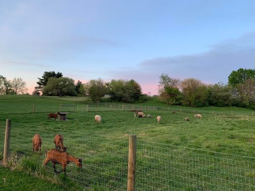 A peaceful pasture at dusk with sheep and goats grazing near a wooden fence and trees in the background.