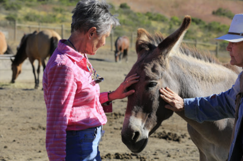 A woman gently pets a donkey while another person watches in a farm setting with horses in the background.