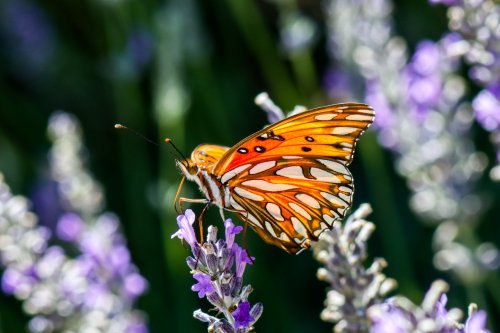 A vibrant orange butterfly with black and white patterns perched on purple flowers in a sunny garden.