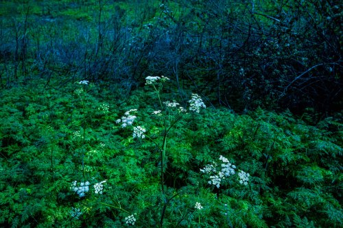 A cluster of white flowers blooms amidst lush green foliage in a dimly lit forest setting.