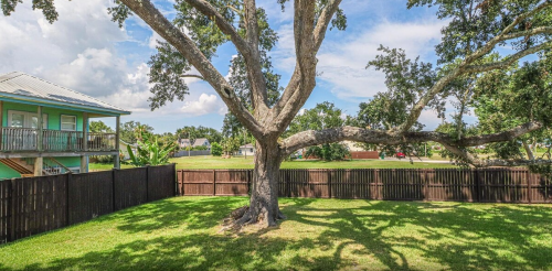 A large tree with sprawling branches in a green yard, surrounded by a wooden fence and a house in the background.