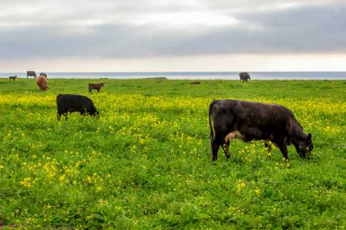 Cows grazing in a lush green field filled with yellow flowers, with the ocean visible in the background under a cloudy sky.