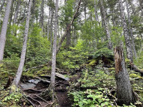 A dense forest scene with tall trees, lush greenery, and exposed roots on rocky ground.