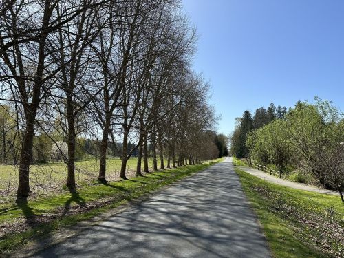 A peaceful pathway lined with bare trees under a clear blue sky, surrounded by greenery on either side.