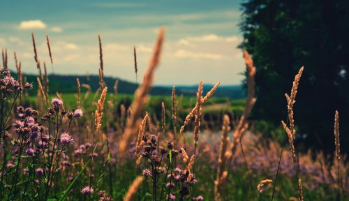 A scenic view of tall grasses and purple flowers under a blue sky with fluffy clouds, set against a lush green landscape.