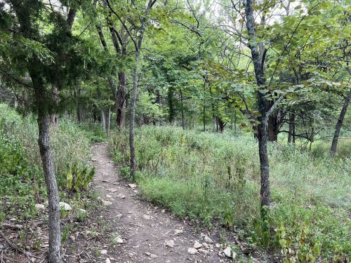 A narrow dirt path winds through a lush green forest with trees and tall grass on either side.