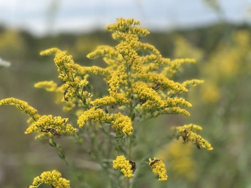 Close-up of vibrant yellow wildflowers against a blurred green background.