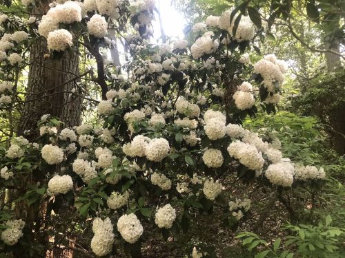 A lush green forest scene featuring a bush covered in clusters of white flowers.