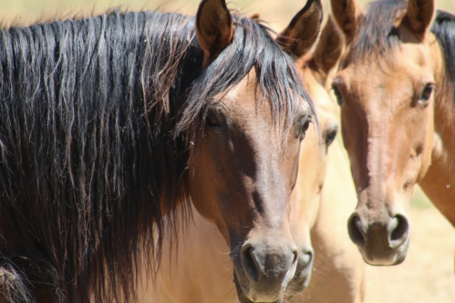 Three horses with varying shades of brown and black manes stand close together in a sunny outdoor setting.