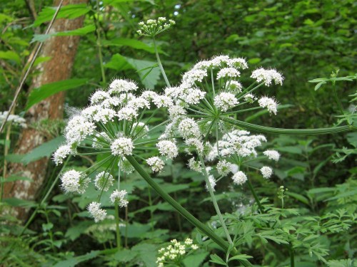 A cluster of delicate white flowers surrounded by lush green foliage in a forest setting.