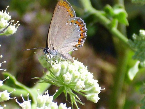A butterfly with orange and gray wings perched on a cluster of white flowers in a natural setting.