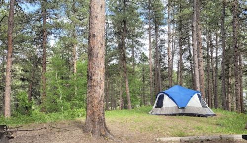 A blue and gray tent set up in a forest clearing surrounded by tall trees and greenery.