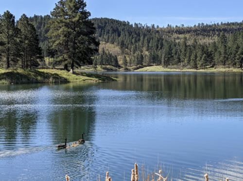 A serene lake surrounded by trees, with two ducks swimming in the calm water under a clear blue sky.