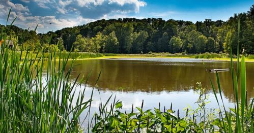 A serene pond surrounded by lush greenery and trees under a bright blue sky with scattered clouds.