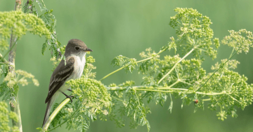 A small bird perched on a green plant with delicate flowers, set against a blurred green background.