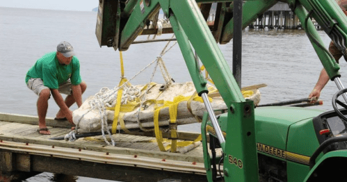 Two men use a tractor to lift a large object onto a dock over water, secured with ropes and straps.