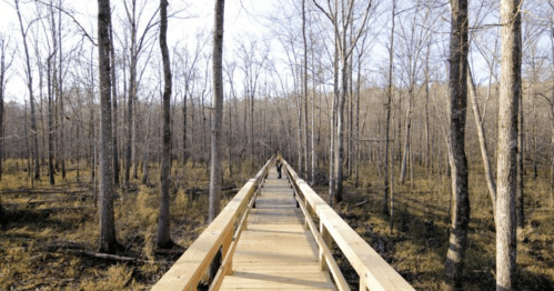 A wooden boardwalk stretches through a forest of bare trees, leading into the distance on a sunny day.