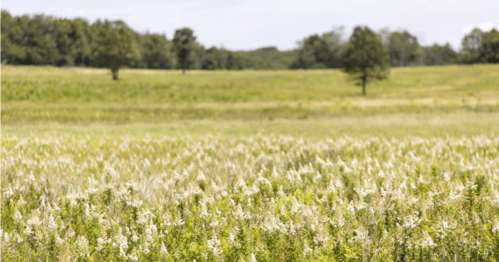 A lush green field filled with flowering plants under a clear sky, with trees in the background.