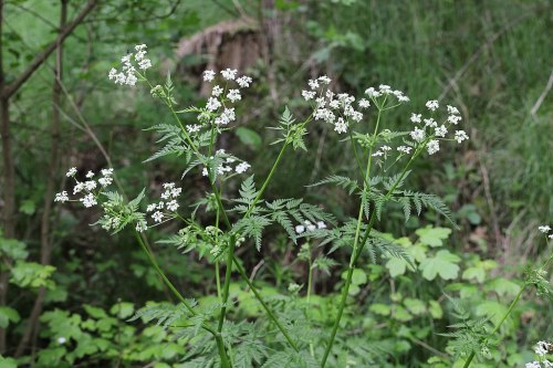 A cluster of white flowers on green stems, surrounded by lush greenery in a natural setting.