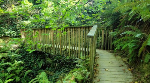 A wooden bridge surrounded by lush greenery and ferns in a serene forest setting.