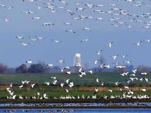 A flock of birds flying over a wetland, with a water tower visible in the background against a clear blue sky.