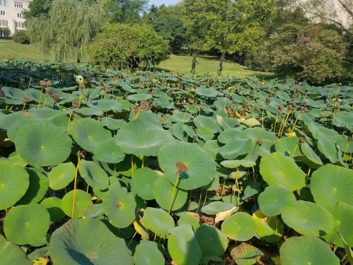 A lush pond filled with large green lotus leaves, surrounded by trees and sculptures in the background.