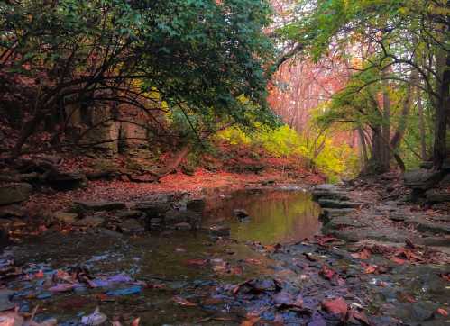 A serene forest scene with a calm stream surrounded by colorful autumn foliage and rocky banks.