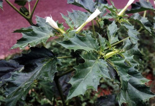 Close-up of green, spiky leaves with white flower buds on a plant, set against a blurred purple background.