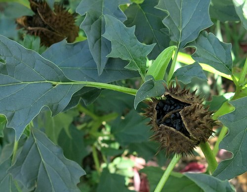 A close-up of a spiky seed pod surrounded by green leaves, revealing dark seeds inside.