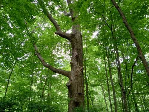 A tall tree with a thick trunk and several branches, surrounded by lush green foliage in a forest.