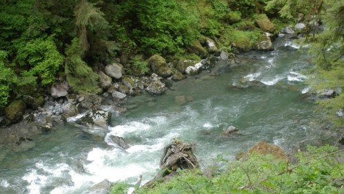 A serene river flows through a lush green forest, with rocks and moss lining the banks.