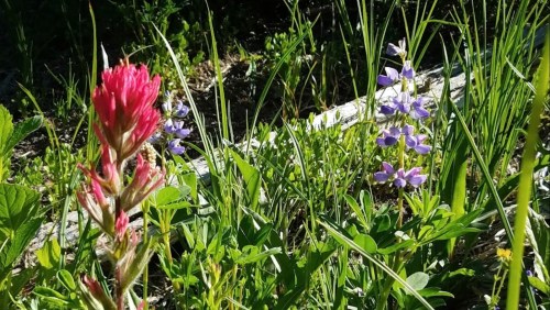 A vibrant scene of wildflowers, featuring red and purple blooms among lush green grass and foliage.