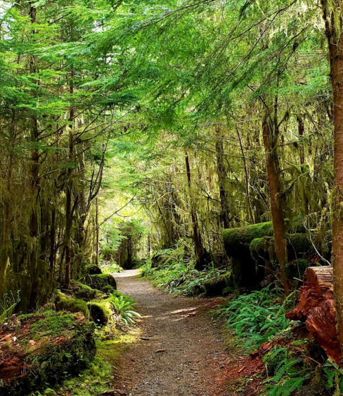 A serene forest path surrounded by lush green trees and ferns, inviting exploration and tranquility.