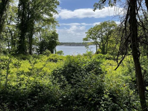 Lush greenery frames a serene view of a river under a partly cloudy sky.