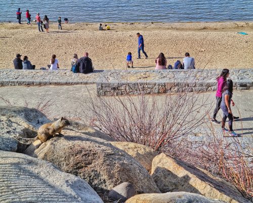 A squirrel on rocks overlooks a beach with people walking and playing near the water on a sunny day.