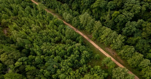 Aerial view of a winding dirt path through a dense forest of lush green trees.