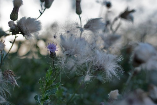 A close-up of thistle flowers, with soft, fluffy seed heads and a hint of purple blooms against a blurred background.