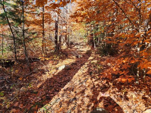 A forest path covered in orange and yellow autumn leaves, surrounded by trees with fall foliage.