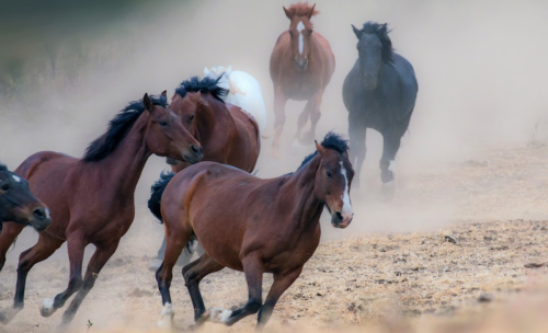 A group of horses galloping through a dusty landscape, with a mix of brown, black, and white coats.