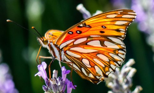 A vibrant orange butterfly with intricate patterns perched on a lavender flower.